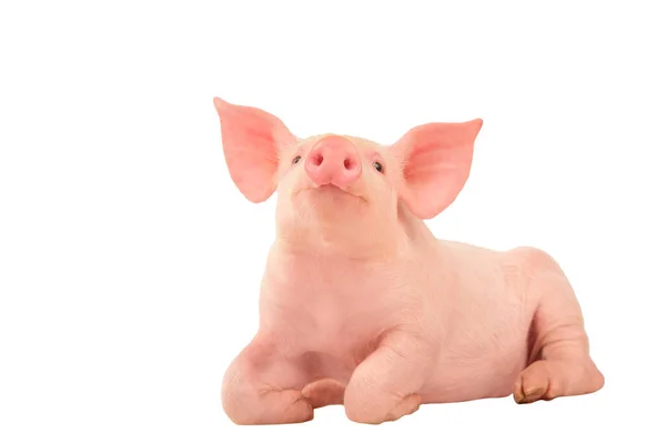 快乐的笑着的小猪被白色背景隔离了 有趣的动物情感 猪躺在地板上 免版税图库图片