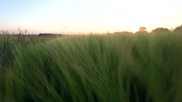 Πράσινα Fiels Καλλιέργεια Σίκαλης Ηλιοβασίλεμα Καλοκαίρι — Αρχείο Βίντεο