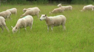İngiltere 'de bir yaz günü, geniş bir kırsal alanda sakin bir beyaz koyun sürüsü sakince uzun ve canlı otlarla otlar. Yumuşak, sinematik bir arka plan bulanıklığı ile, klip otantik bir pastoral sahne çekiyor serbest çiftlik hayvanlarının temaları için ideal