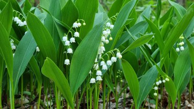 Vadideki güzel Lily grubu ormandaki kır çiçekleri.