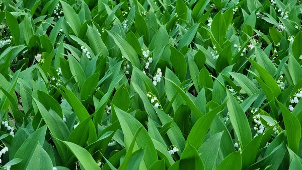 stock image Beautifyl group of Lily of the valley spring wildflowers in the forest