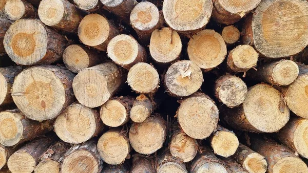 Ein Großer Holzhaufen Auf Einer Waldlichtung lizenzfreie Stockfotos