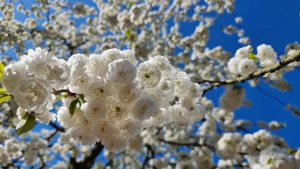 Egy Friss Fehér Virág Egy Faágon Tavasszal Stock Kép
