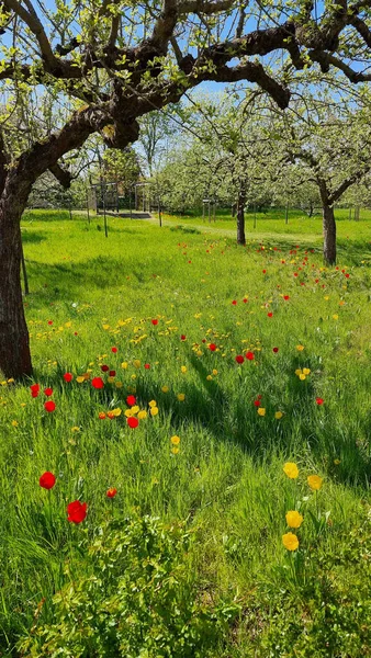 Appelboomgaard Bloeit Het Voorjaar Met Tulpenbloemen Het Gras Stockfoto