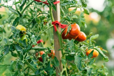 Gelişmiş organik bahçede yetişmiş domates bitkileri, seçici bir odak noktası