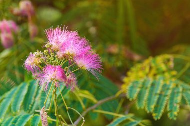 Mimosa ya da Pers ipeği ağacı (Albizia julibrissin) güzel pembe çiçekler ve seçici bir odak ile çiçeklenmiştir.