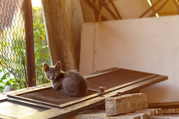 Küçük Sevimli Gri Kedi Yavrusu Kameraya Bakıyor Seçici Odaklanma — Stok fotoğraf
