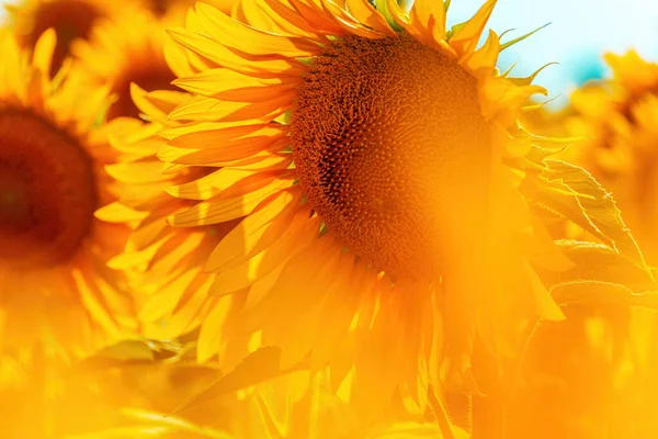 Helianthus Annuus Sonnenblumengewächs Auf Kultiviertem Feld Sonnigen Sommernachmittagen — Stockfoto