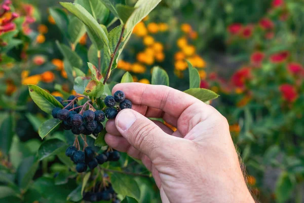 Κλείσιμο Του Αρσενικού Αγρότη Χέρι Εξέταση Δέσμη Των Μαύρων Chokeberry — Φωτογραφία Αρχείου