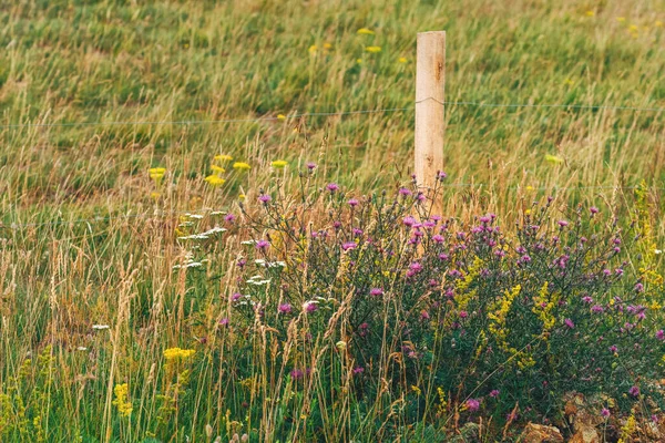 Trockenes Gras Und Wildblumen Auf Der Wiese Des Zlatibor Gebirges — Stockfoto