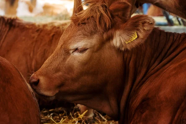 Süt Çiftliğindeki Limousin Sığırları Seçici Odaklı Kahverengi Inek Portresi — Stok fotoğraf