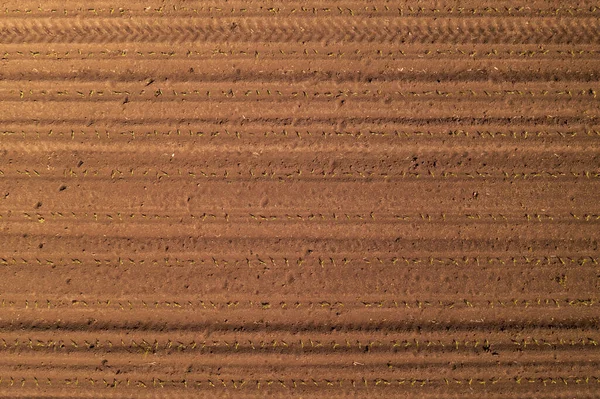 Toprakta Geyik Ayak Izleri Olan Tarladaki Küçük Mısır Filizlerinin Üst — Stok fotoğraf