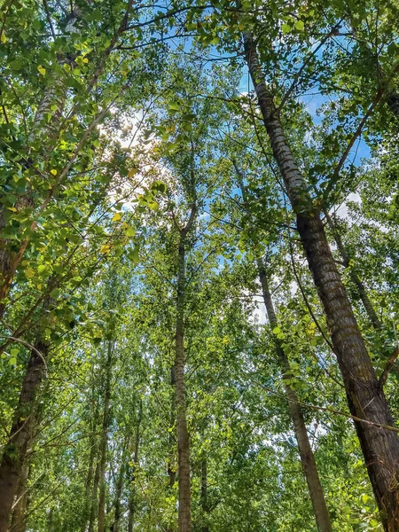 Niski Kąt Widzenia Wysokie Osiki Lesie Zielonymi Liśćmi Lecie — Zdjęcie stockowe