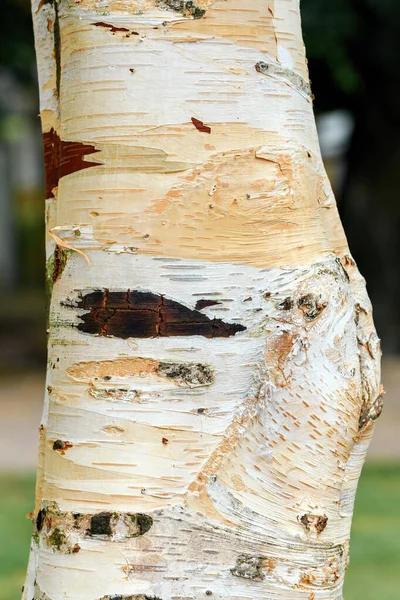 stock image Paper birch tree trunk bark in park, selective focus