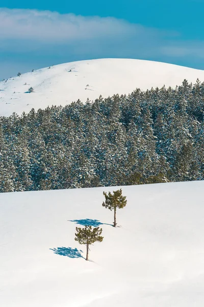 Foresta Pino Sotto Neve Zlatibor Montagna Durante Stagione Invernale — Foto Stock