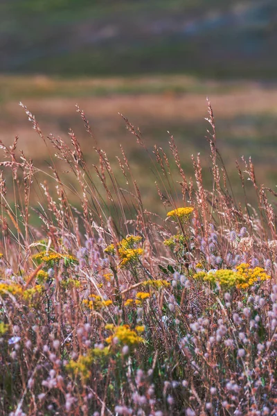 Suchá Tráva Divoké Květiny Louce Zlatiborské Hory Létě Selektivní Zaměření — Stock fotografie