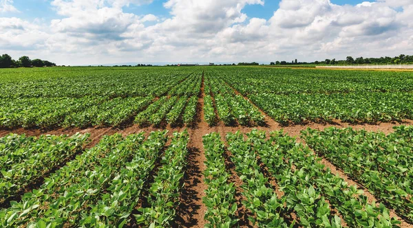 Fiatal Zöld Szójabab Növény Palánta Növények Termesztett Tökéletesen Tiszta Mezőgazdasági — Stock Fotó