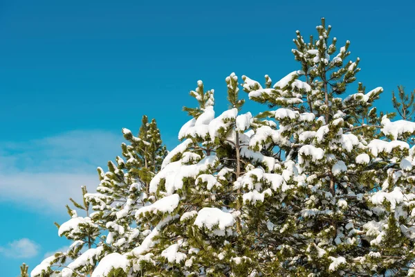 Borovicové Větve Pokryté Sněhem Slunečného Zimního Dne Modrou Oblohou Pozadí — Stock fotografie