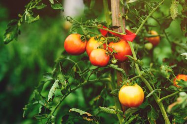 Gelişmiş organik bahçede yetişmiş domates bitkileri, seçici bir odak noktası