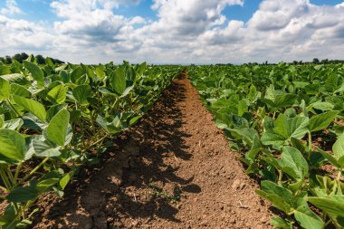 Young green soybean crop seedling plants in cultivated perfectly clean agricultural plantation field, low angle view with selective focus clipart