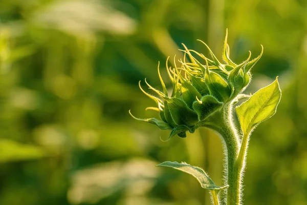 Ungeöffneter Sonnenblumenkopf Kultiviertem Landwirtschaftlichem Feld Sonnigem Sommernachmittag Selektiver Fokus — Stockfoto