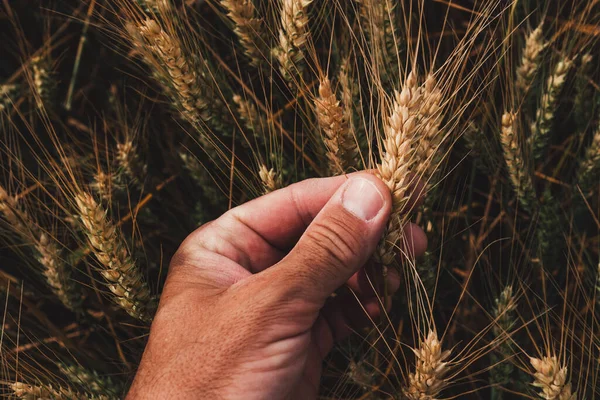 Farm Worker Examining Ripening Ears Wheat Cultivated Field Closeup Male — Stock Photo, Image