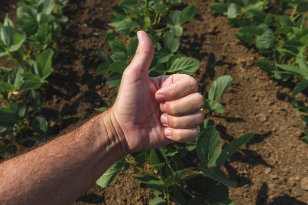 完全にきれいな作物分野での承認のための手のサインアップ大豆農家のジェスチャー親指 選択的な焦点 — ストック写真