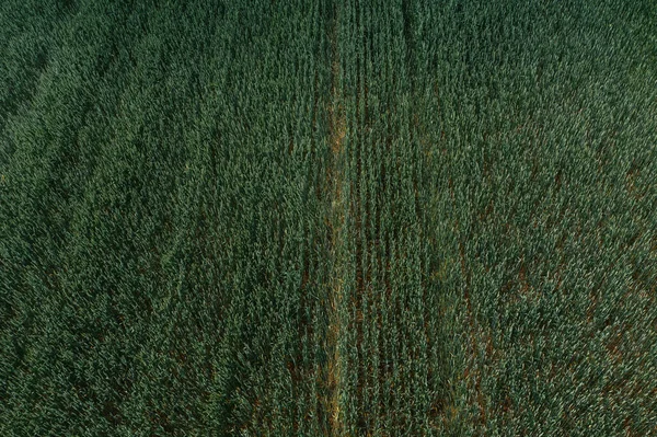 Unripe common wheat field from drone pov, high angle view aerial photo of cereal crops plantation