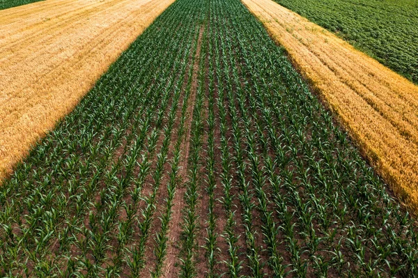 Aerial Shot Cultivated Green Corn Seedlings Ripe Wheat Crops Fields — Stock Photo, Image