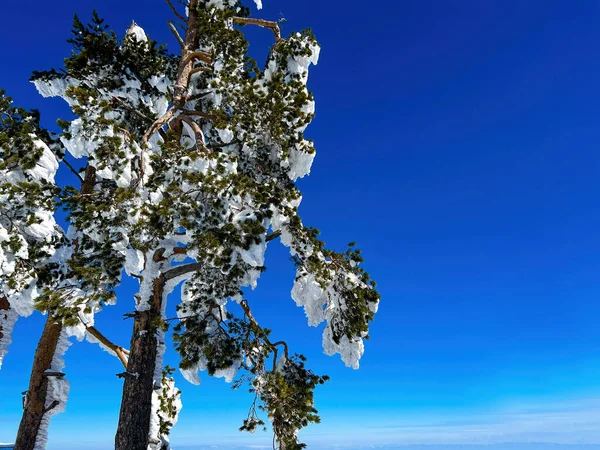Conifere Pino Coperto Neve Inverno Montagna Zlatibor Nella Luminosa Giornata — Foto Stock