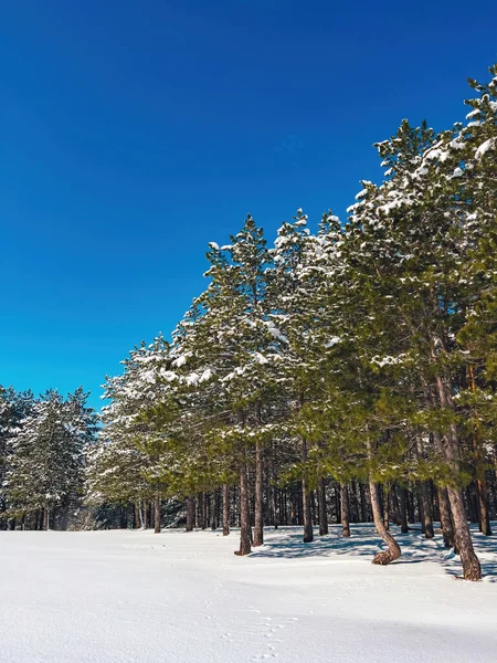 Bella Pineta Sotto Neve Nella Soleggiata Giornata Invernale Zlatibor Serbia — Foto Stock