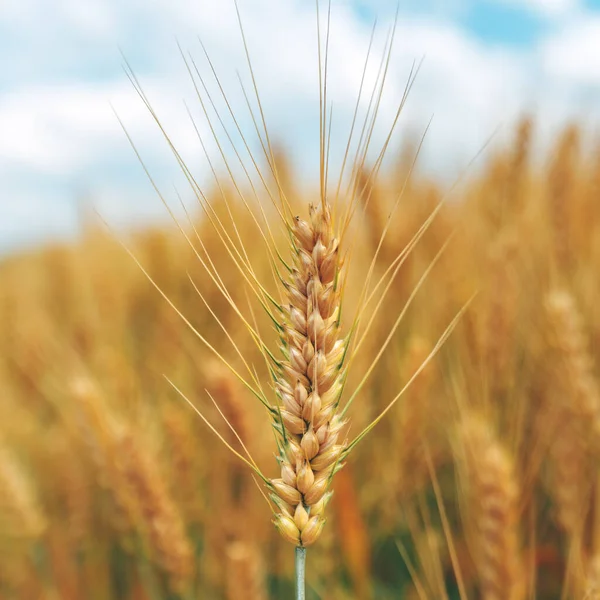 Zralé Ucho Pšeničných Plodin Obdělávaném Zemědělském Poli Připraveném Sklizni Selektivní — Stock fotografie