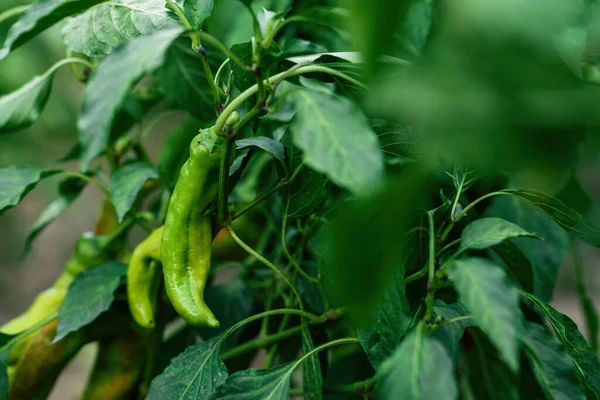 有机园中果实累累的绿色国产辣椒一年生植物 有选择的重点 — 图库照片