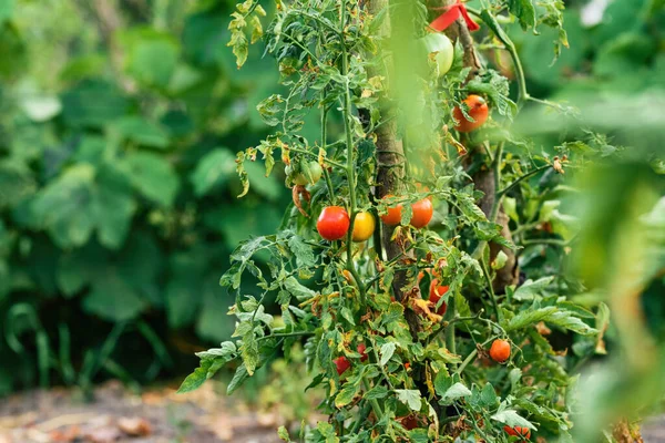 Plantas Fruto Tomate Maduro Jardim Orgânico Cultivado Foco Seletivo — Fotografia de Stock