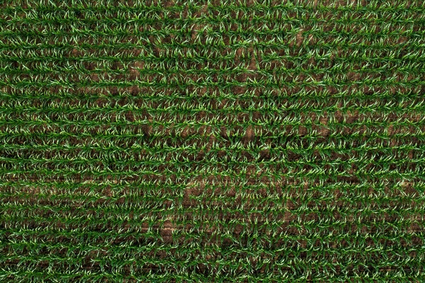 Top View Green Maize Seedling Cultivated Agricultural Field Drone Pov — Stock Photo, Image