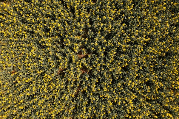 Horní Pohled Žluté Květy Kanoly Drone Pov Řepka Olejná Pěstuje — Stock fotografie