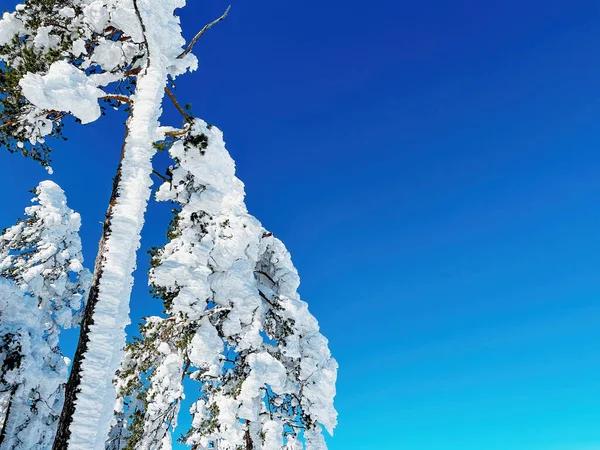Coniferous Pine Tree Covered Snow Winter Zlatibor Mountain Bright Sunny — Stock Photo, Image