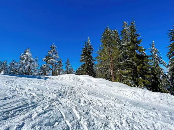 Abete Conifere Coperto Neve Inverno Sul Monte Zlatibor Una Giornata — Foto Stock