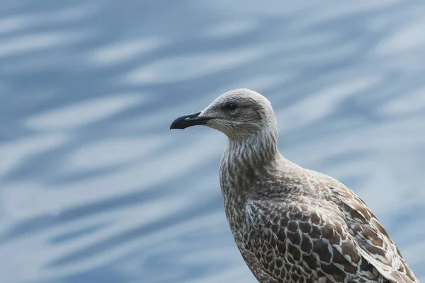 Juvenile European Herring Gull Larus Argentatus Nissan Riverbank Halmstad Sweden — Stock Photo, Image