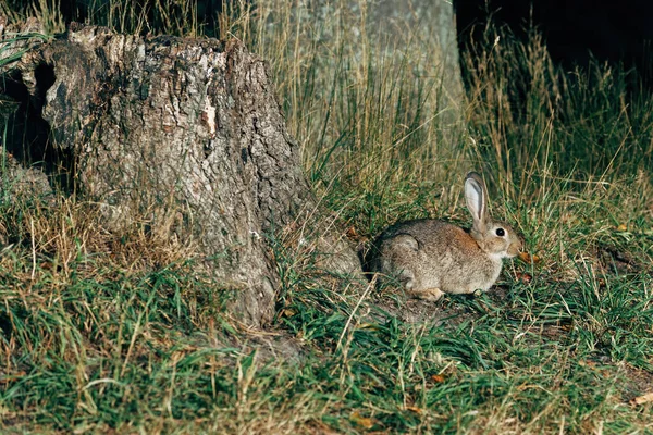 Дикий Кролик Естественной Среде Дикие Животные Парке Избирательный Фокус — стоковое фото