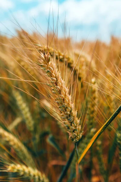 Tarım Tarlalarında Yetişmiş Buğday Hasadı Hasada Hazır Seçici Odaklanma — Stok fotoğraf