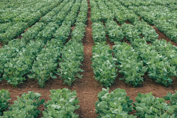 Sojabohnenpflanzen Glycine Max Landwirtschaftlich Bewirtschafteten Feldern Mit Abnehmender Perspektive Selektiver — Stockfoto