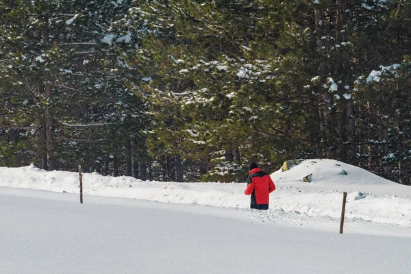Взрослый Мужчина Красной Куртке Бегает Заснеженному Ландшафту Сосновом Лесу Златиборе — стоковое фото
