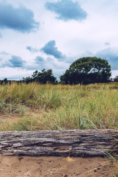 Alter Baumstamm Auf Sandigem Grünland Während Eines Bewölkten Sommertages Halmstad — Stockfoto