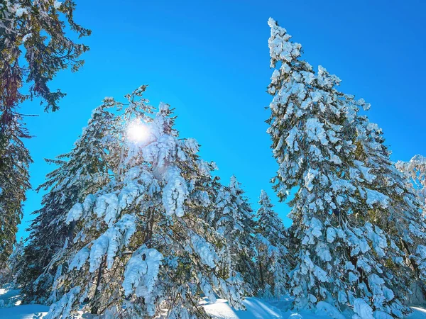 Solljus Strålar Genom Snötäckta Grenar Barrfuru Och Gran Vintergröna Tress — Stockfoto
