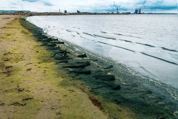 瑞典哈姆斯塔德海滩上的绿色海藻 — 图库照片