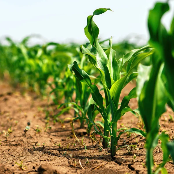 栽培農業分野での緑の小さなトウモロコシの芽 低角度ビュー 農業と栽培の概念 選択的焦点 — ストック写真