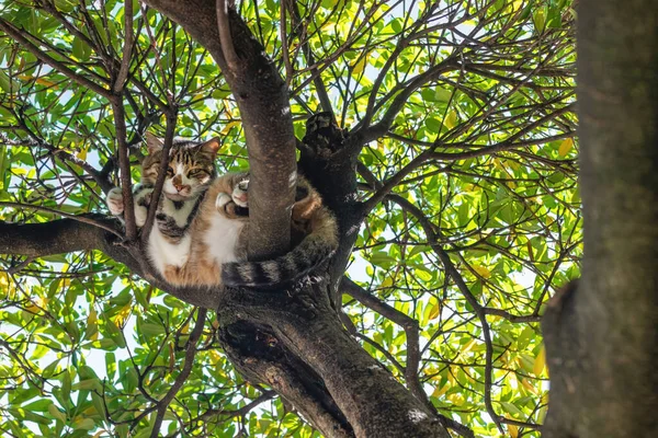 Lazy Stray Cat Sleeping Tree Branch Summer Selective Focus — Stock Photo, Image