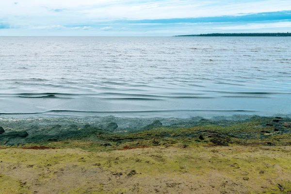 Зелені Морські Водорості Пляжі Хальмстаді Швеція — стокове фото