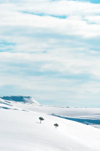 Zwei Einsame Bäume Auf Schneebedeckten Hügeln Auf Dem Berg Zlatibor — Stockfoto